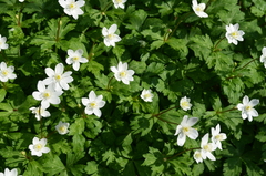 Anemonastrum flaccidum