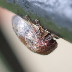 Ophiderma salamandra