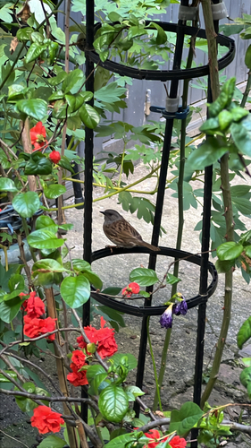 Dunnock