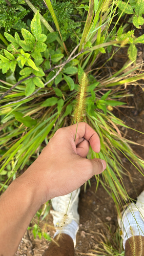 Setaria parviflora observed 2026-06-09