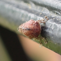 Ophiderma salamandra