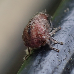 Ophiderma salamandra