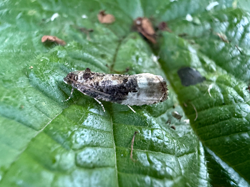 Green Budworm Moth
