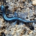 Santa Cruz Black Salamander - Photo (c) J. Maughn, some rights reserved (CC BY-NC), uploaded by James Maughn