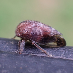 Ophiderma salamandra