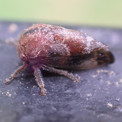 Ophiderma salamandra