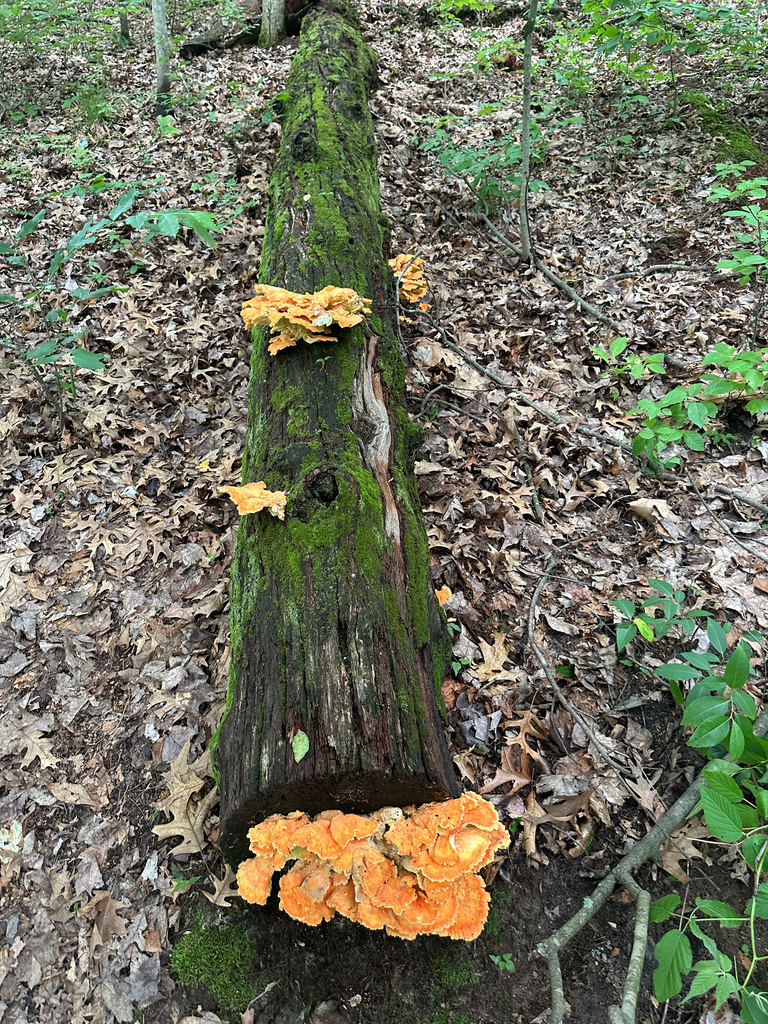 chicken of the woods · June 2026 · photo: Photo: (c) Peter Quakenbush, some rights reserved (CC BY) · iNaturalist