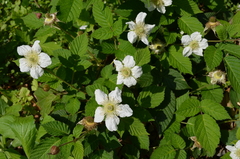 Rubus hirsutus