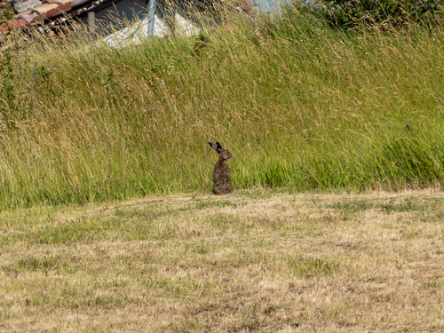 Brown Hare