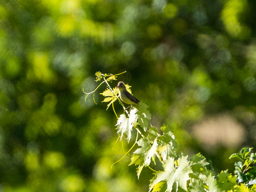 Melodious Warbler