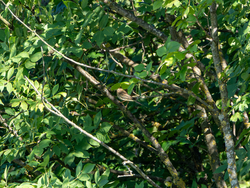 Tree Pipit