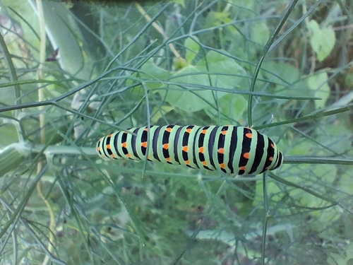 Old World Swallowtail
