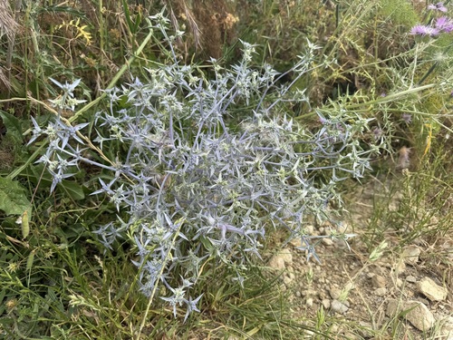 Eryngium triquetrum