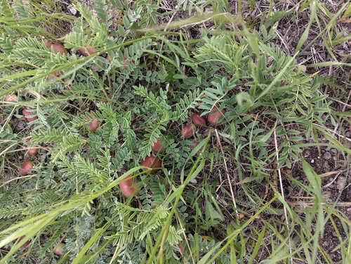 Ground-plum