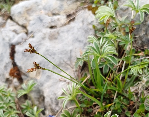 Carex ornithopoda, photograph 2