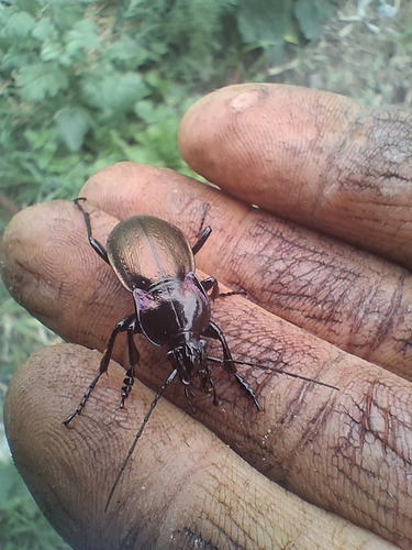 Bronze Ground Beetle