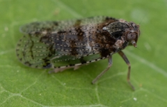 Cixius nervosus