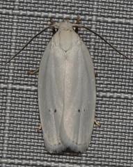 Antaeotricha albulella