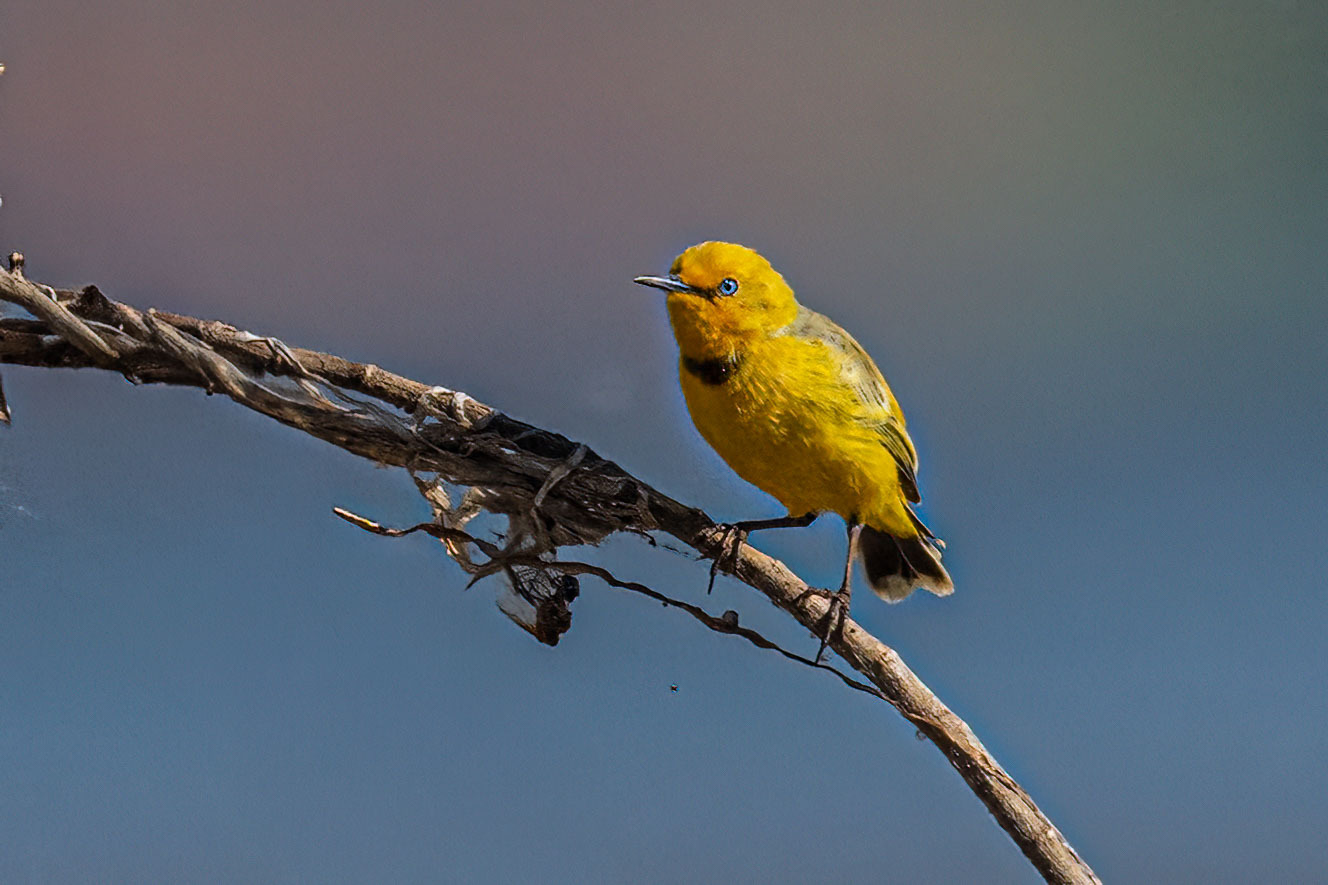 Yellow Chat (Epthianura crocea), photo 1