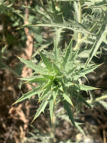 woolly distaff thistle