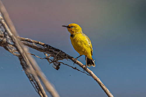 Yellow Chat (Epthianura crocea), photo 2