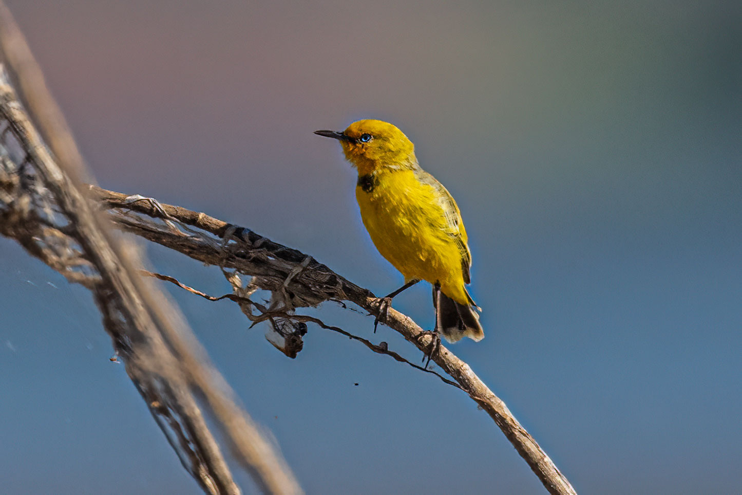Yellow Chat (Epthianura crocea), photo 2