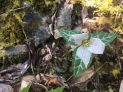 Pseudotrillium rivale