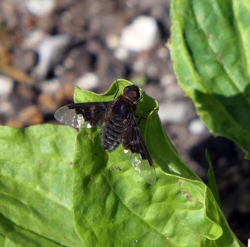 Black Banded Bee Fly