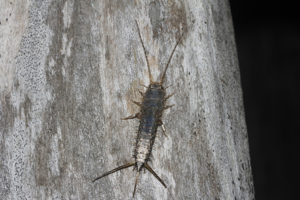Stylifera gigantea