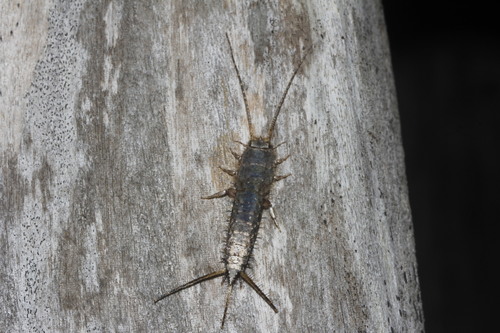 Stylifera gigantea