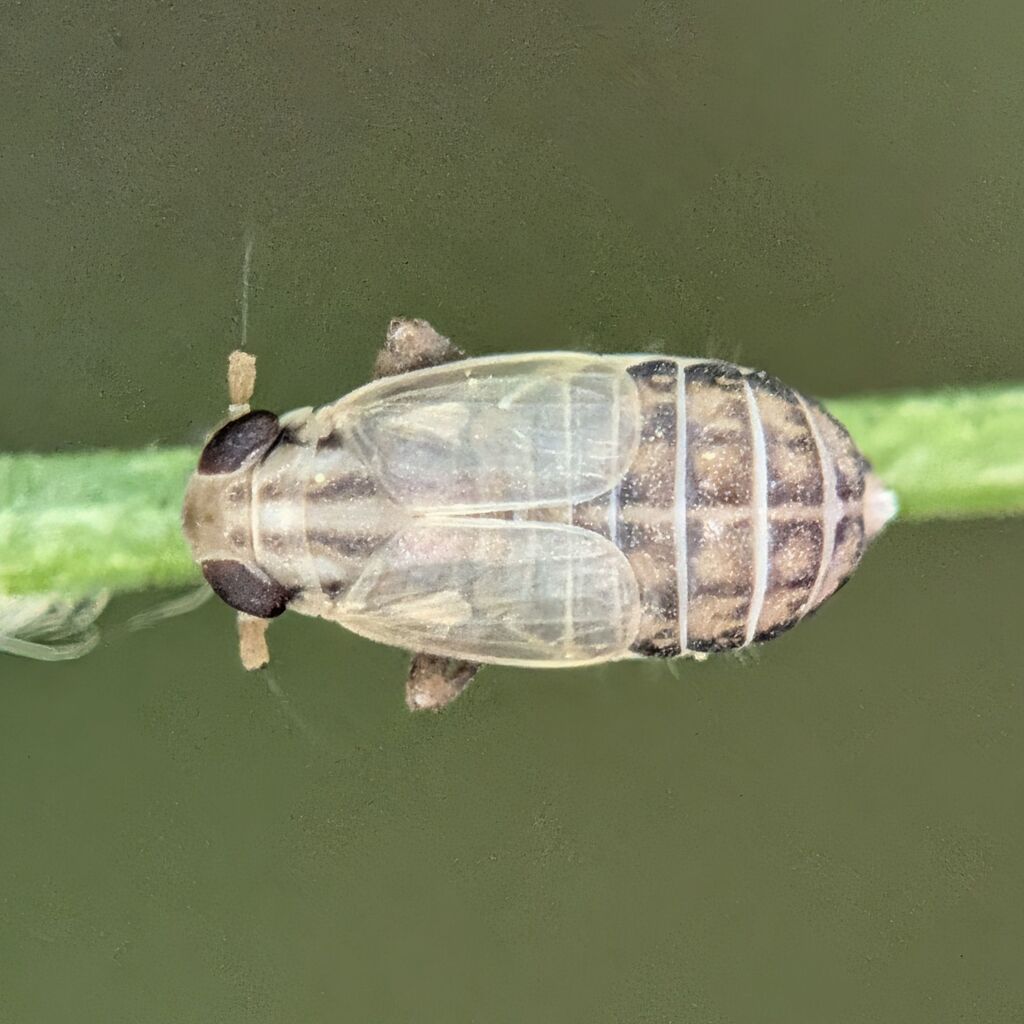 Eurysa lineata