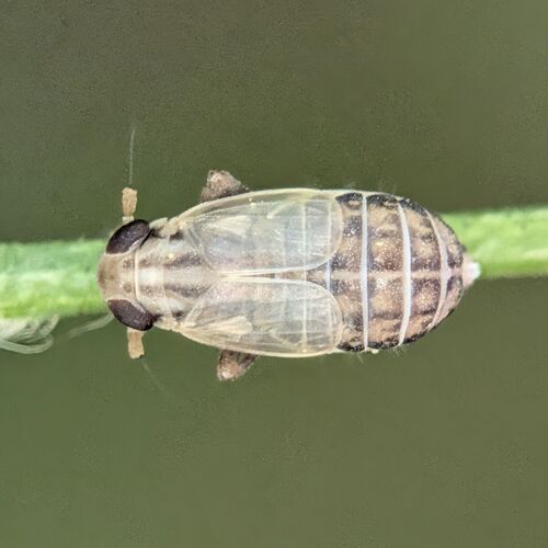 Eurysa lineata