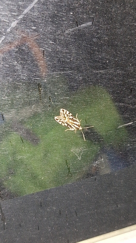 Spotted Sulphur