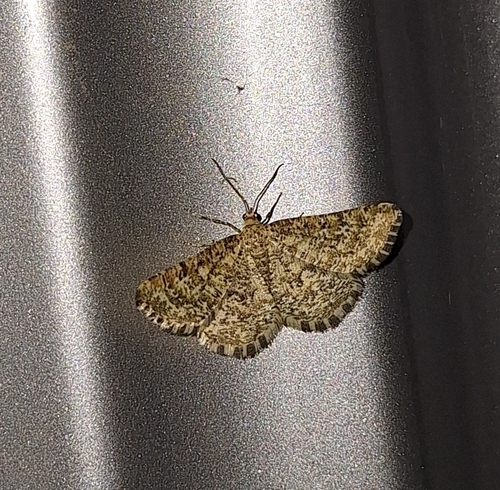 Heliomata glarearia