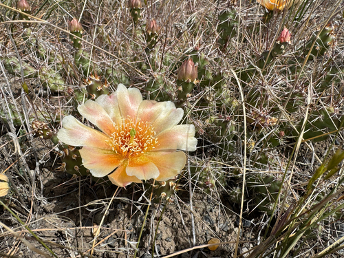 Brittle Pricklypear