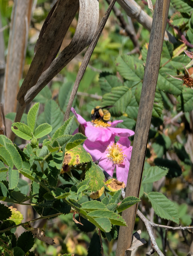 iNaturalist observation photo of Sonoran Bumble Bee