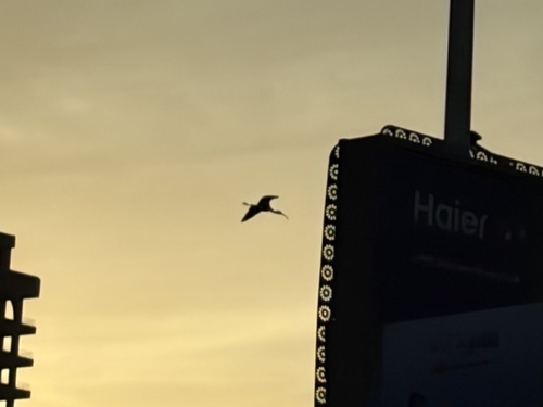Glossy Ibis