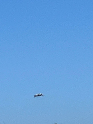 iNaturalist observation photo of Brown Pelican