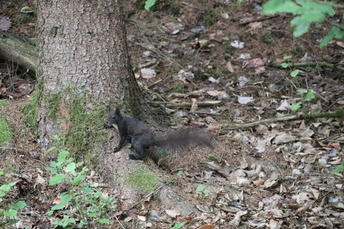 Eurasian Red Squirrel