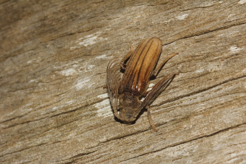 Lasiogaster costipennis