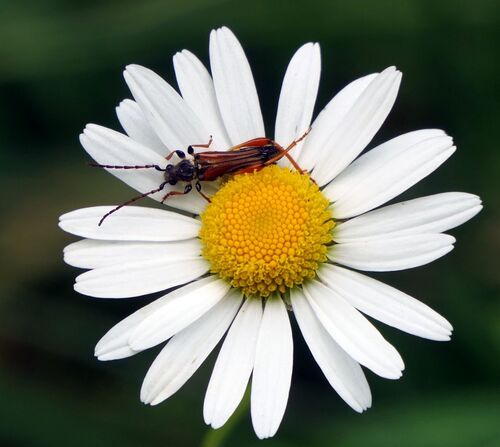 Stenopterus rufus