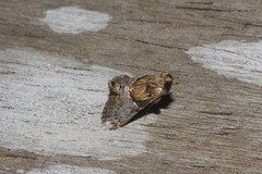 Cacozelia basiochrealis