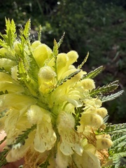 Pedicularis foliosa, photograph (c) Cenaida, some rights reserved (CC BY)