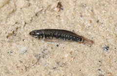 Umbra pygmaea