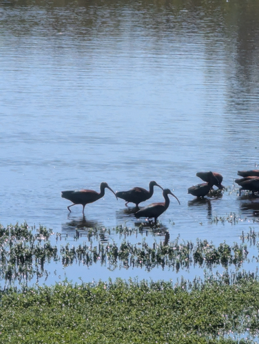 iNaturalist observation photo of White-faced Ibis