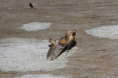 Cacozelia basiochrealis