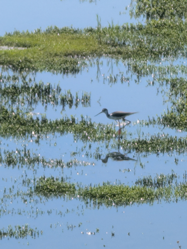 iNaturalist observation photo of Black-necked Stilt