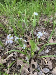 Sisyrinchium albidum