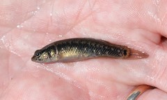 Umbra pygmaea