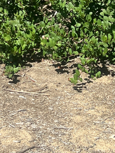 iNaturalist observation photo of Sonoran Spotted Whiptail